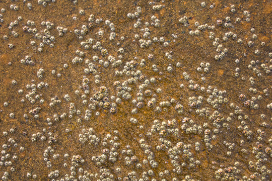 white shells of sea acorns in yellow wet sand top view. natural surface texture