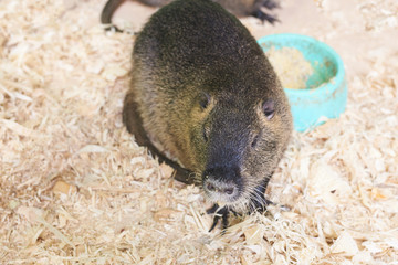 A large nutria sits on a wooden sawdust