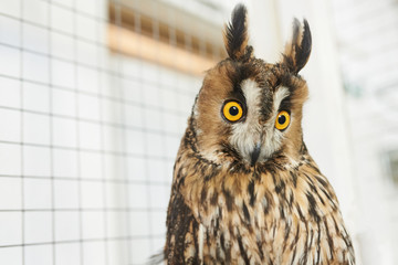 Funny long-eared owl looking right