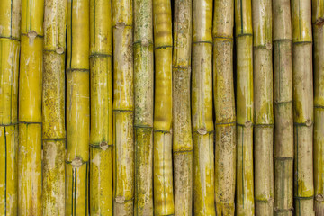 gray yellow green dry fence wall of bamboo trunks. vertical lines. natural surface texture
