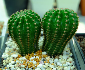 cactus in garden