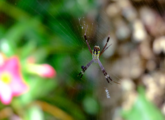 spider on a web