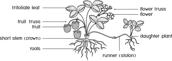 Coloring page with parts of plant. Morphology of garden strawberry plant with roots, flowers, fruits, daughter plant and titles isolated on white background