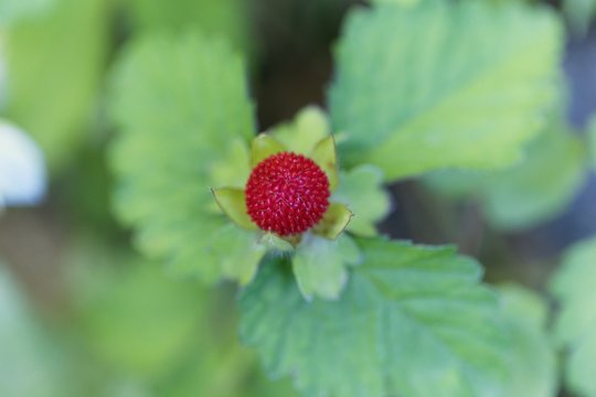 Mock strawberry, Duchesnea indica.