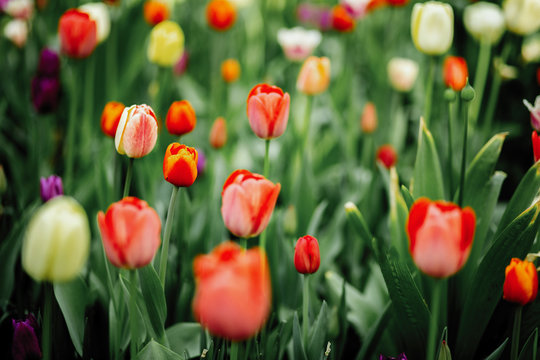 Tulips in the flowerbed red and green color