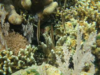 Plakat Arrecife de coral