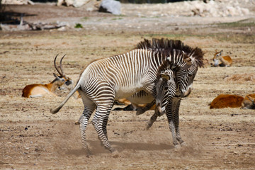 Fototapeta na wymiar Two zebras play with each other