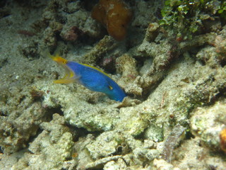 Fototapeta na wymiar Arrecife de coral