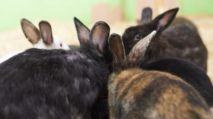 Fototapeta na wymiar Group of different cute rabbits
