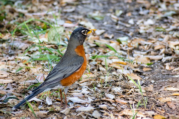 American Robin (Turdus migratorius) with an insect in the beak; San Francisco bay area, California
