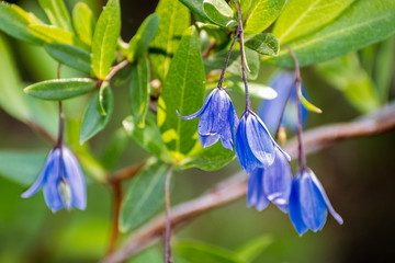 Bluebell Creeper (Billardiera heterophylla) flowers; native to Western Australia, but grown as an...