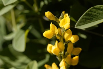Flowers of a false lupin, Thermopsis montana.