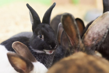 Cute black rabbit with a surprised muzzle