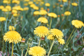 Many yellow blooming dandelions in a clearing on a background of green grass. A few dandelion heads didn't open. The warm spring day. Ecologically clean places, nature. Background, backdrop.