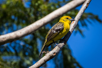 Flame-colored Tanager, Panama