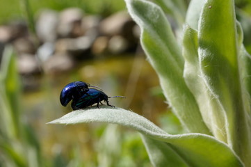 Minzenblattk&auml;fer (Chrysolina herbacea)