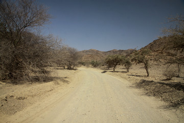 szutrowa zakurzona droga pomiędzy niskimi drzewami w afryce - obrazy, fototapety, plakaty
