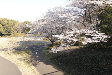 櫻花　さくら