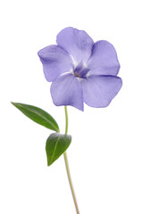 Periwinkle flower isolated on white background