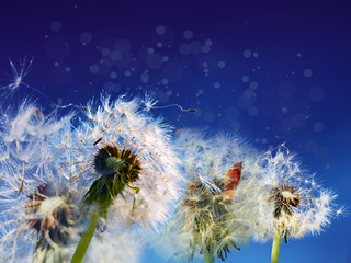 dandelions on background of blue sky