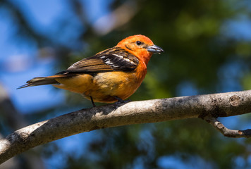 Fototapeta premium Flame-colored Tanager, Panama