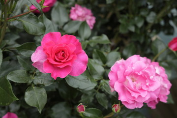 智光山公園のバラ