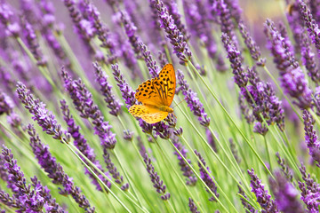 Purple flowering lavender