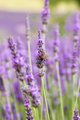 Purple flowering lavender with a beetle
