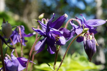 flower lila