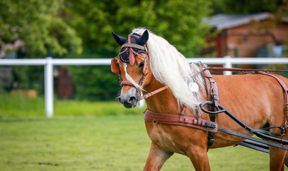 Horse ponies (coach horses) hooked in front of the coach in a driving competition..