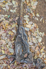 Strange shapes formed in nature by exposed tree roots image with copy space