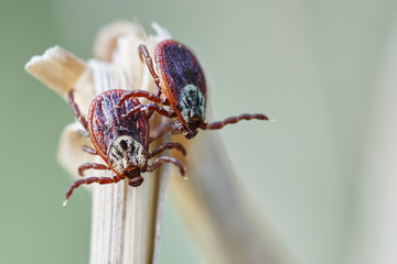 Ixodic ticks sitting on the top of a dry grass in nature