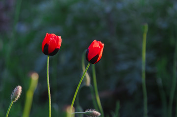 Obraz premium red poppies on a background of green grass