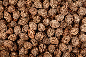 Walnuts harvest. Whole walnuts with shell background, texture. Closeup view