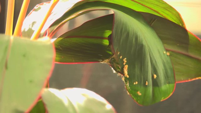Bird building their nest in breeding period. Common tailorbird preparing a nest  by stitching two leafs of ti plant together with natural white fiber  .