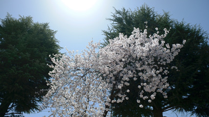 桜と空