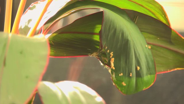 Bird building their nest in breeding period. Common tailorbird preparing a nest  by stitching two leafs of ti plant together with natural white fiber  .