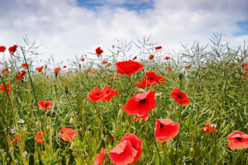 .Poppy flowers against the sky. Focus concept