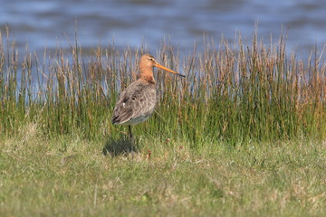 Black-tailed godwit, Limosa limosa Texel Holland