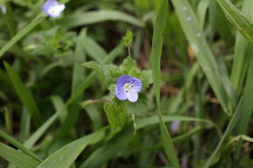 Veronica flower. Veronica chamaedrys. Easter flower. Speedwell, bird's eye, and gypsyweed.Veronica is the largest genus in the flowering plant family Plantaginaceae. Blue plant.
