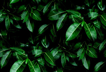 Tropical fresh green leaves textured background for natural greenery and the environmental wallpaper or backdrop