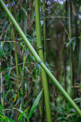 Fresh green bamboo plants