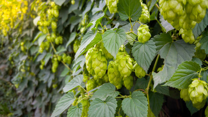 Closeup image of ripe green hop growing on fence at bright sunny day. Hop is used in beer making...