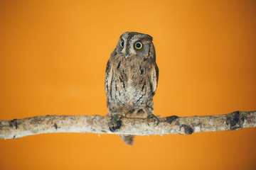 Eurasian scops owl