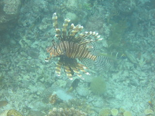 Fototapeta na wymiar Pez nadando en el arrecife