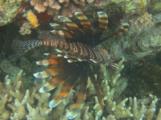 Pez nadando en el arrecife