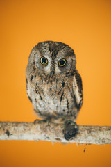 Eurasian scops owl