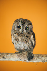 Eurasian scops owl