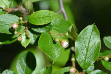 Peking cotoneaster