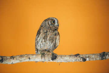 Eurasian scops owl
